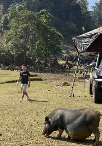 Reisende på et taktelt-treff møter en lokal gris under villcamping i Vietnam